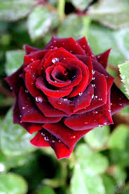 Pin On Roses