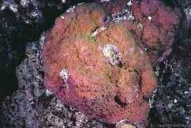 Image result for Cassipourea mollis