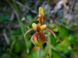 Image result for Diaphananthe bidens