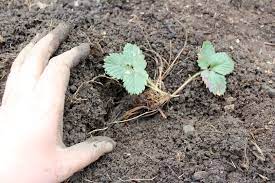 Have a trowel or spade, garden gloves, and a container to hold the plants. Transplanting Strawberries