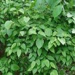 Image result for Smilax  tamnoides