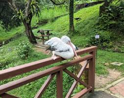 Kl bird park admission ticket with one way transfer in kuala lumpur klook us. The Kl Bird Park Is A Hoot Bonus Nachos