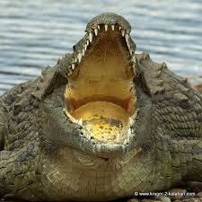 Dangerous Safari Animals Are Only Dangerous If You Threaten Them Safari Animals Crocodiles Nile Crocodile