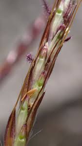 Image result for Dichanthium annulatum