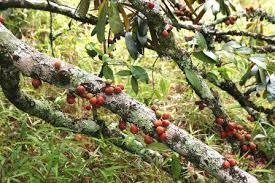 Image result for Vangueria randii