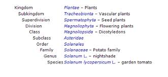 Classification Taxonomy The Tomato Plant Solanum