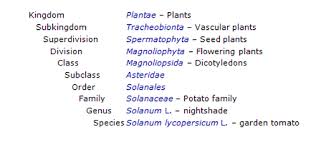 classification taxonomy the tomato plant solanum