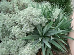 Image result for Beschorneria sp. (Biegel 5357)