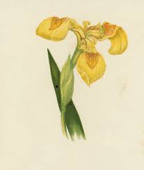 Image result for Iris pseudacorus
