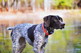 North carolina german shorthaired pointer rescue groups. Coast Bound German Shorthaired Pointers Home Facebook