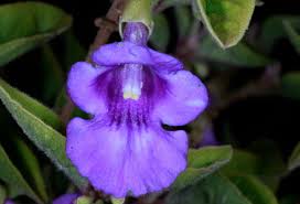 Image result for Tinnea