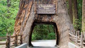 It is almost endemic to california with the exception of a small portion in the most extreme south western corner of oregon. California Redwood Trees 5 Ways To See The Massive Trees