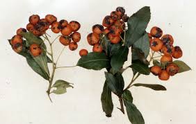 Image result for Pycnosphaera buchananii