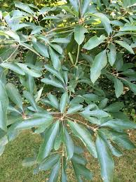 The genus is distinguished by its aromatic properties, which have made the tree useful to humans. Garden Answers Plant Identification Sassafras Tree Homemade Perfume Sassafras Oil