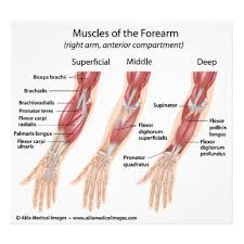 The forearm is the region of the upper limb between the elbow and the wrist. Forearm Flexor Muscles Labeled Drawing Poster Zazzle Com In 2021 Forearm Muscles Forearm Muscle Anatomy Arm Muscle Anatomy