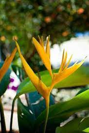 Yellow Heliconia Aka False Bird Of Paradise Heliconia Heliconia Flower Birds Of Paradise