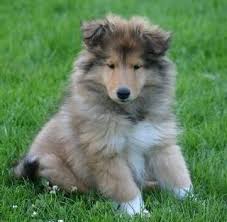 Résultat de recherche d'images pour "image de chien berger blanc suisse"