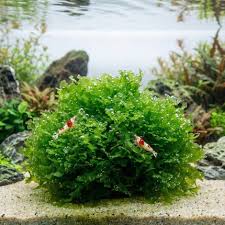 Image result for Lomariopsis