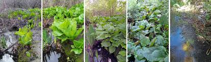 There i saw skunk cabbage and trilliums in early may, both of which smelled like budweiser beer (which is an adult, hindsight observation as neither of my parents drank.) Skunk Cabbage Symplocarpus Foetidus Wisconsin Horticulture