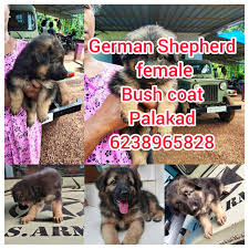 We offer german shepherd puppies for sale. Dogs And Puppies Thrissur Ernakulam Palakkad Pet
