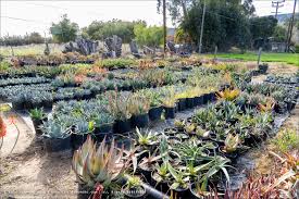 Image result for Aloe ribauensis