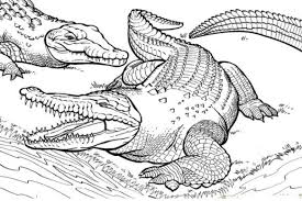 Alligator Coloring Page Animal Coloring Pages Detailed Coloring Pages Shark Coloring Pages