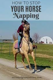 How To Stop Your Horse Napping Seriously Equestrian In 2020 Horses Horse Behavior Equestrian