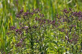 Image result for Vernonia rosenii