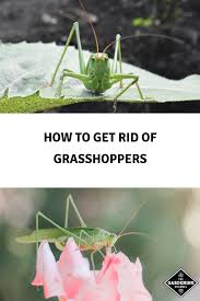 All grasshopper control by gardeners must be preventive, and it needs to happen at some distance from the area you want to protect. How To Get Rid Of Grasshoppers Arxiusarquitectura