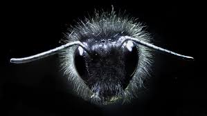 Best bumble bee spray ^. Bumble Bees Use Their Fuzz To Detect Electric Fields Physics World