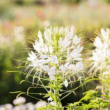 Image result for Cleome oxyphylla