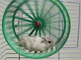 On average, they live for 2 years. Twenty Five Hamster Fun Facts Petcoach