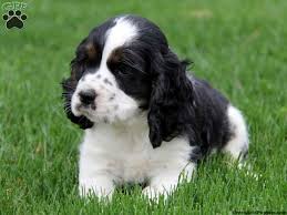 Black And White Spaniel English Cocker Spaniel Puppies Black And White Zoe Fans Blog Spaniel Puppies Cocker Spaniel Puppies English Cocker Spaniel Puppies