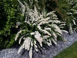 Flowering shrubs and bushes bring a garden to life, but how do you choose? Alaska Hardy Trees And Shrubs