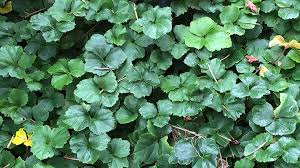 Image result for Cardamine