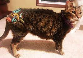 How in the world do i make a puppey diaper because some time's she go on the floor which is obvisly gross and ment by he goes he pees on the floor and then i have to clean all up and hes to young to go outside in the cold backyard and. Barkertime Washable Cat Diapers Stud Pants Made In Usa