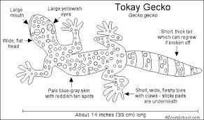 Tokay gecko coloring page | free printable coloring pages. Gecko Detailed Anatomy Coloring Page Gecko Tokay Gecko Cute Geckos