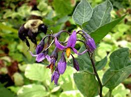 The flower petals aren't as long and skinny and it looks like the fruit on that hang in bunches but the ones on my plant. Solanaceae Flora Pittsburghensis