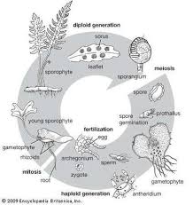 Life Cycle Definition Types Facts Fern Life Cycle Life Cycles Cycle Drawing