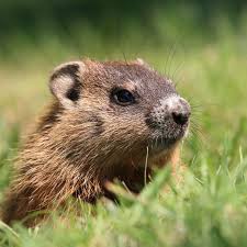 Groundhog Day: Exploring Georgia's Furry Forecasters