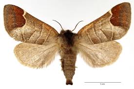 Image result for Clostera curtula