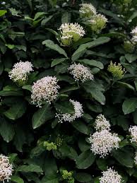 Image result for Ixora fastigiata