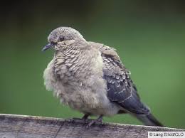 They adapted easily to the changes in agriculture, making them one of the most commonly seen birds in residential areas. Appearance Mourning Dove Zenaida Macroura Birds Of The World