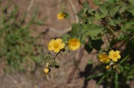 Image result for Wissadula