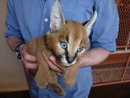 Caracal big cats are native to the dry savannah and woodlands of central, southern, and west africa and can be found also in southwest asia and the middle east. Lynx Cat Pet For Sale Pet S Gallery