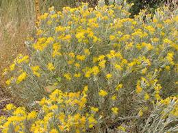 Image result for Swertia tetrandra