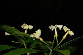 Image result for Tabernaemontana eglandulosa