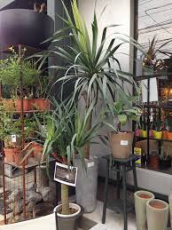 ドラセナ ドラコ 40 000 売約済 30 000 在庫あり 植木鉢 ガーデニング ドラセナ