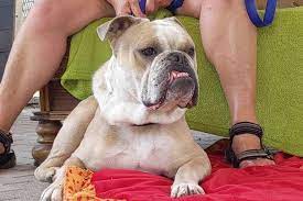 If this is your first time to consider adding an olde english. Jack Eine Old English Bulldog Auf Der Suche Nach Einer Zweiten Chance Oberhessen Live