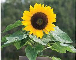 Amazon Com David S Garden Seeds Sunflower Dwarf Single Stem Sunny Smile 1805 Yellow 25 Non Gmo Hybrid Seeds Garden Outdoor